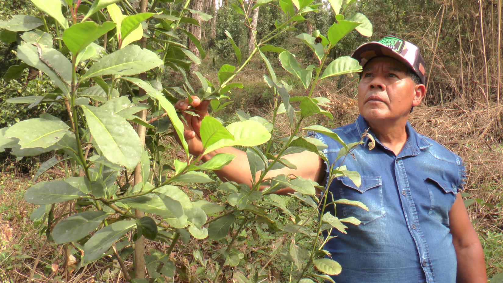 O cacique Antonio Lima, líder da comunidade indígena Guarani do Rio d'Areia, com uma planta de erva-mate sombreada. Há séculos, os povos indígenas e as comunidades tradicionais do sul do Brasil cultivam a erva-mate em sistemas agroflorestais sombreados, com base em práticas ancestrais e agroecológicas. Ao integrar culturas alimentares, frutas nativas e produtos florestais, o sistema fortalece a biodiversidade, a soberania alimentar e a identidade cultural, ao mesmo tempo em que ajuda a conservar a Floresta